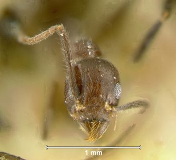 Media type: image; Entomology 21284   Aspect: head frontal view